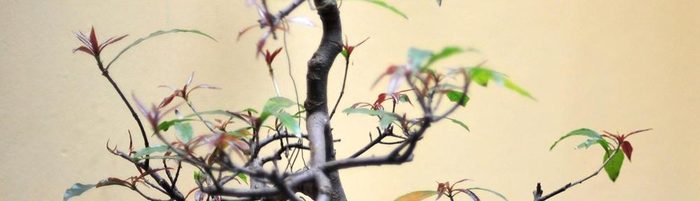 Julia Nurfi Rahma Lubis, S.Kom, M.Si.